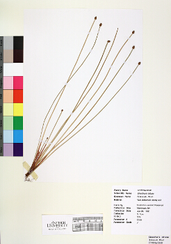 primary herbarium image