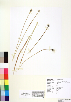 primary herbarium image