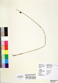 primary herbarium image