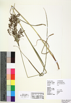 primary herbarium image