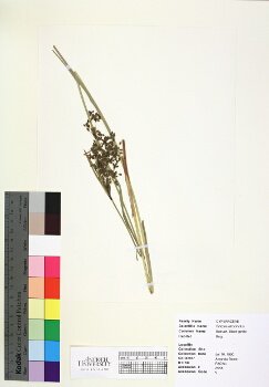 primary herbarium image