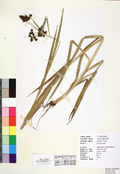 primary herbarium image