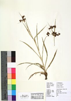 primary herbarium image