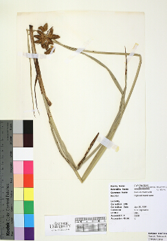 primary herbarium image