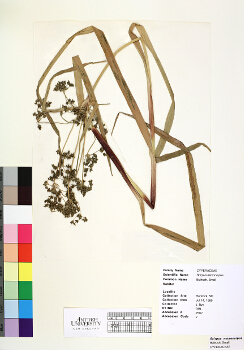 primary herbarium image