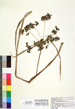 primary herbarium image