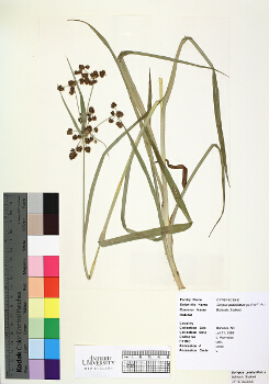 primary herbarium image