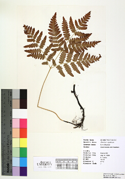 primary herbarium image