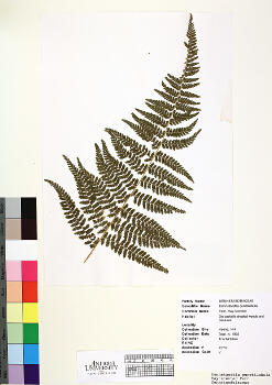 primary herbarium image