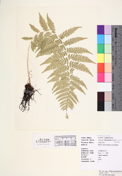 primary herbarium image