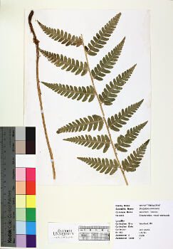 primary herbarium image