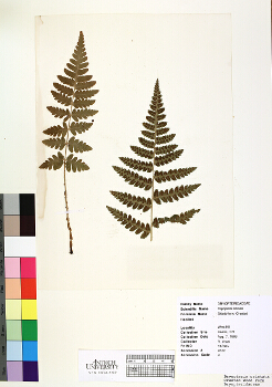 primary herbarium image
