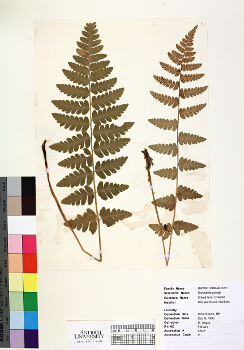 primary herbarium image
