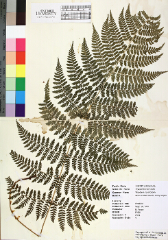 primary herbarium image