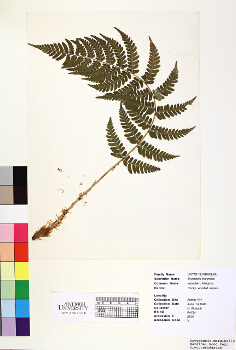 primary herbarium image