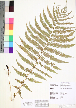 primary herbarium image