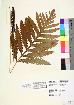 primary herbarium image