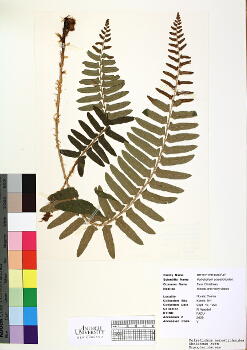 primary herbarium image