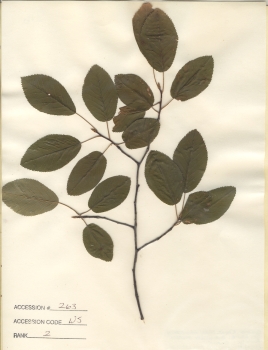 primary herbarium image