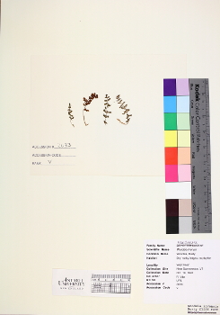 primary herbarium image