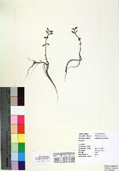 primary herbarium image