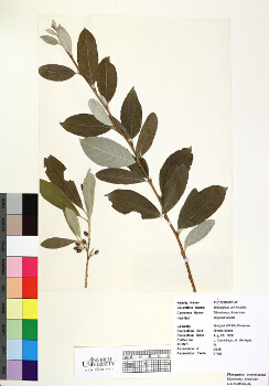 primary herbarium image
