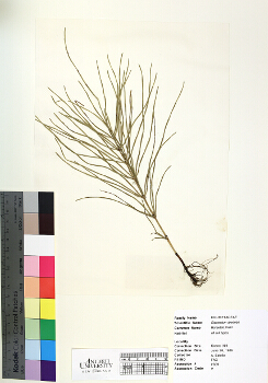 primary herbarium image