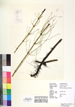 primary herbarium image