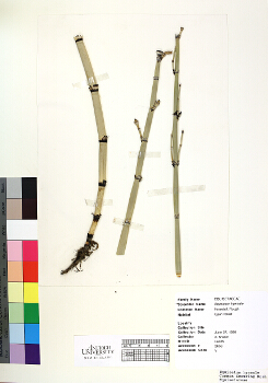 primary herbarium image