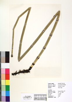 primary herbarium image