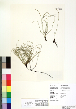 primary herbarium image
