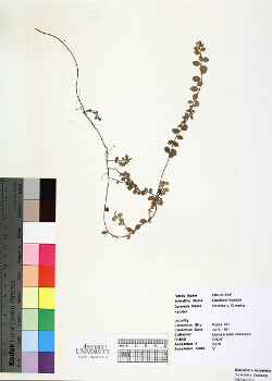 primary herbarium image