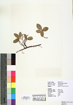 primary herbarium image