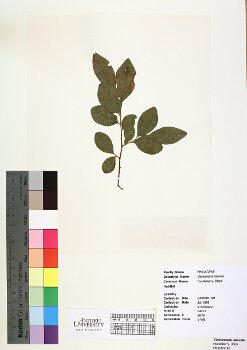 primary herbarium image