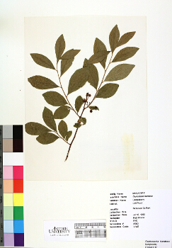primary herbarium image