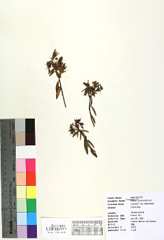 primary herbarium image