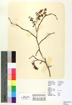 primary herbarium image