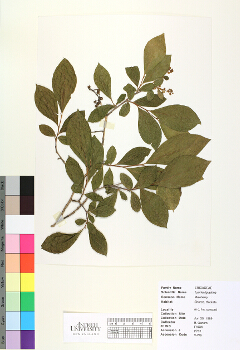 primary herbarium image