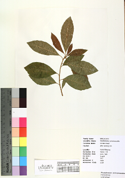 primary herbarium image