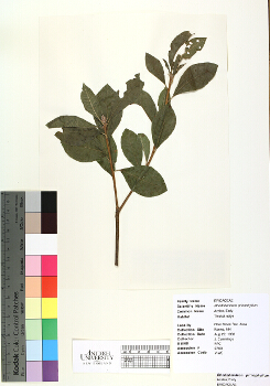 primary herbarium image
