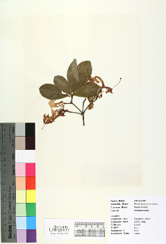primary herbarium image
