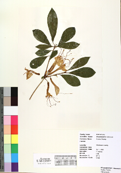 primary herbarium image