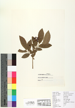 primary herbarium image