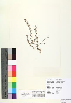primary herbarium image