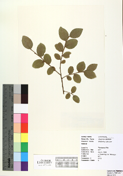 primary herbarium image