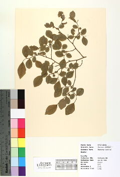 primary herbarium image