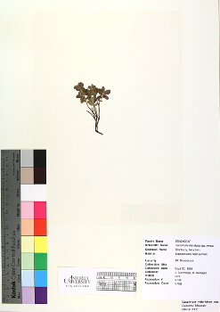 primary herbarium image