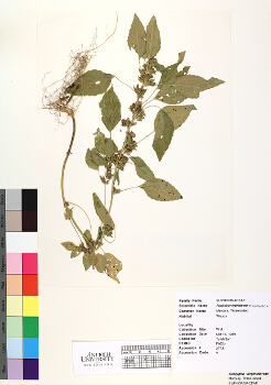 primary herbarium image