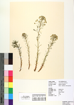 primary herbarium image