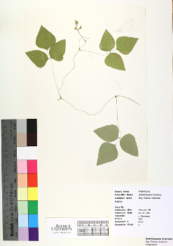 primary herbarium image